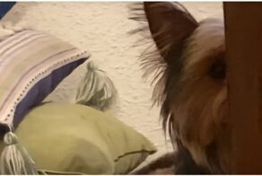 Укравшая игрушечный зубной протез собака развеселила хозяев