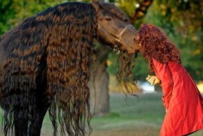 Самая красивая лошадь в мире -Фредерик Великий