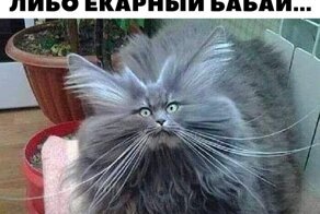 Смешные картинки