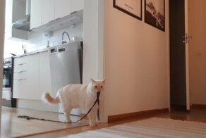 Хозяин показал, как коты переживают одиночество