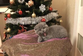 Дневники кота Космоса. Обо мне