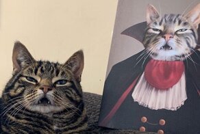 30 юмористических "королевских" портретов домашних животных