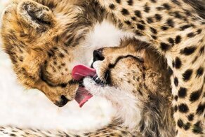Победители конкурса Sony World Photography Awards 2020