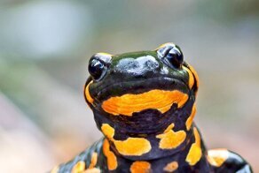 Огненная саламандра и интересные факты о ней