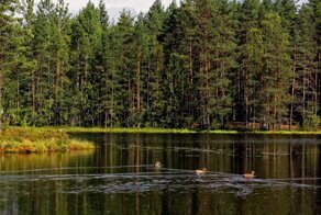Лесные озёра