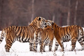 Китайские тигры (12 фото)