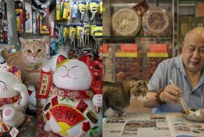 Усатая гвардия: секретная жизнь котов в гонконгских магазинах