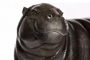 Красивые портреты животных (25 фото)