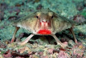 Морской нетопырь (9 фото + видео)