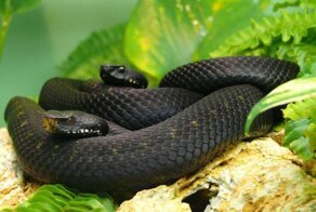 Самые длинные существа, известные сегодняшней науке