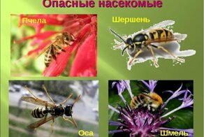 Жужжащие, жгущие, жалящие: какую опасность несут насекомые с жалом?