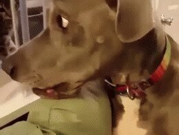 Смешные песики!