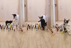 Как справляется собака и кошка на полосе препятствий