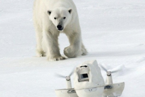 Белый медведь разбивает камеры стоимостью $200 тысяч (7 фото)