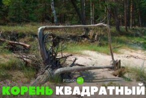 Смешные картинки