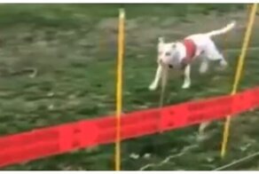 Как угулять собаку во время режима самоизоляции