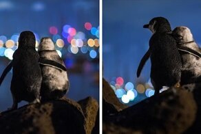 Photographer Captures A Shot Of Two Widowed Penguins Overlooking The Melbourne Skyline Together