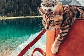 Позитивное путешествие