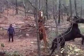 Лесорубы чуть не загубили двух лошадей