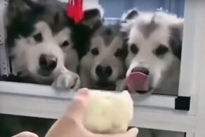 Не мясом единым: аляскинские маламуты лакомятся цветной капустой