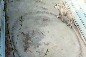 Бесконечное хождение по кругу в тесном вольере