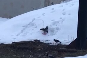 Ворона-сноубордистка показала класс на склоне