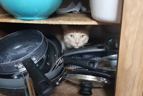 Любимые, но запретные кошачьи места