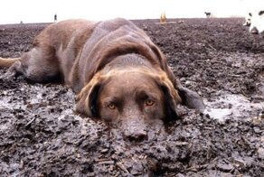 До и после прогулки: смешные фото собак-грязнуль