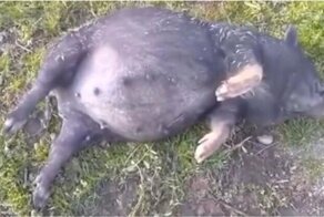 Свинки объелись забродивших ягод