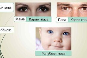 Загадки генетики: действительно ли у пары с карими глазами может родиться голубоглазый малыш?