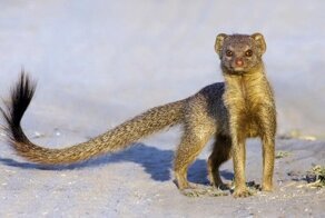 Самый любимый зверь на Ближнем Востоке