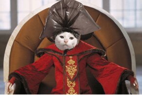 Фотожабы: кот с пакетом на голове