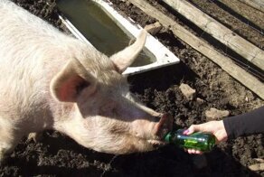 Как спиваются лоси и другие животные в дикой природе?