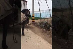 Лошадь помогла человеку, который упал с инвалидной коляски