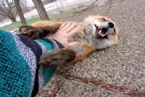 Хитрый лис по кличке Финнеган, который любит шалить и умеет смеяться