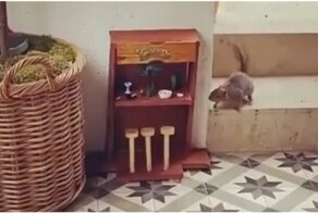 Мини-бар для белки