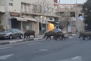 Кабаны прогулялись по улицам опустевшего из-за карантина города