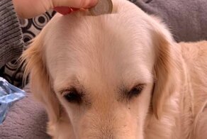 Женщина случайно превратила свою собаку в копилку