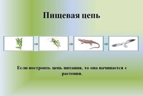 Скованные одной цепью: из-за чего растения стоят в начале пищевой цепочки?
