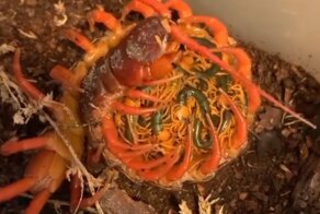 10 фото, которые напугают вас, даже если у вас не было инсектофобии