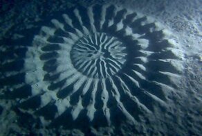 Что такое чудо. Может быть и это