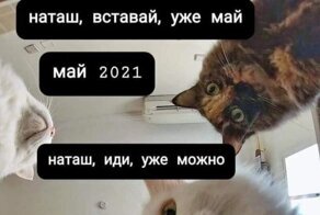"Наташ, ты спишь?": подборка мемов с котиками Наташи, которые осуждают, но не сдаются