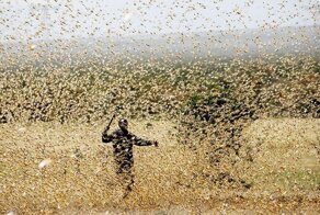 Россия выделит $10 млн на борьбу с саранчой в Африке