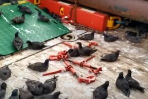 Птичек жалко: на Сахалине сотни серых буревестников оказались заложниками  судна