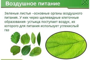 Питание – жизнь, а лист – его орган для растений
