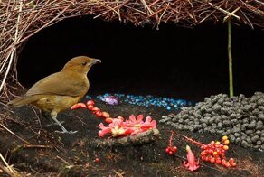 Художник, просто художник. Просто смотрю и восхищаюсь