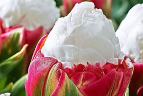 Тюльпаны-мороженое: красивые, словно игрушки