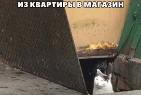 Смешные картинки из соц сетей