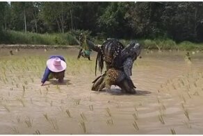 Когда посадка риса оказалась сложнее, чем охота на людей