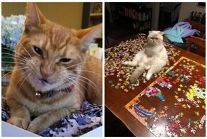 Доказательства того, что коты и пазлы несовместимы
